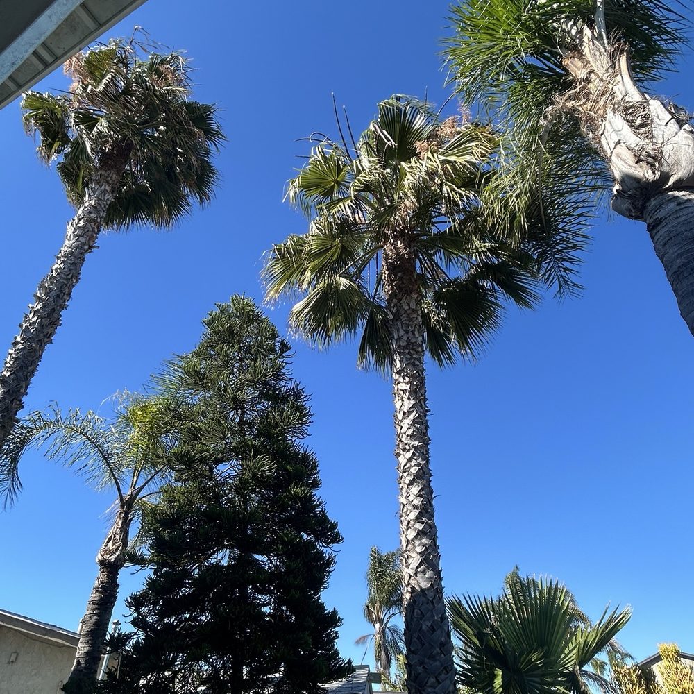 Agustin Francisco - Landscaping Near Me Agustin Francisco - Landscaping Near Me