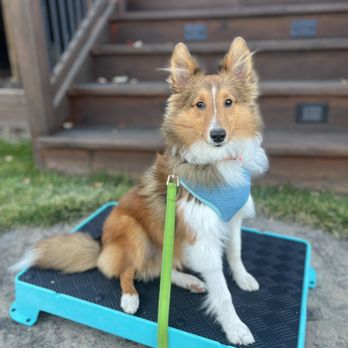 Border Tails Rescue - The goodest boy - Pet Adoption Near Me - Northbrook, Illinois