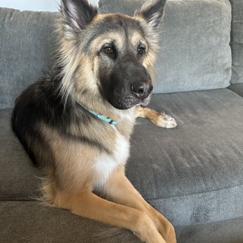 Oohlapaws - Sky is nice and clean. Came back happy - Pet Groomers Near Me Oohlapaws - Sky is nice and clean. Came back happy - Pet Groomers Near Me