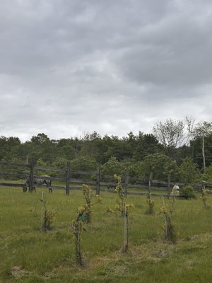 Stable Gate Winery by null