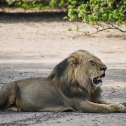 Lion