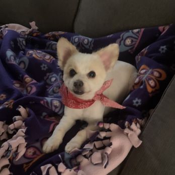 Brush & Pupps Grooming - Pet Groomers Near Me - Pomona, California