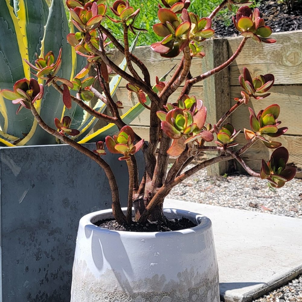 Home Goods - Planter - Home Decor Near Me - Pinole, California Home Goods - Planter - Home Decor Near Me - Pinole, California