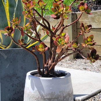 Home Goods - Planter - Home Decor Near Me - Pinole, California Home Goods - Planter - Home Decor Near Me - Pinole, California