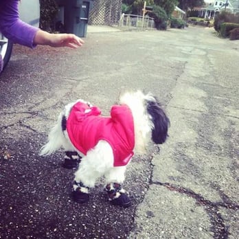Canine Clippers - Pet Sitting Near Me - Jackson, California
