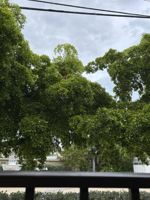 Brutus Land and Sea by null