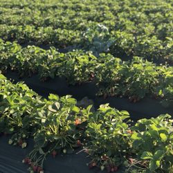 Johns Strawberry Patch