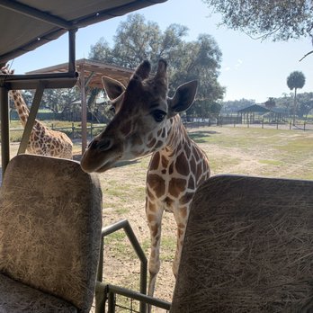 Giraffe Ranch - Ranches Near Me - Dade City, Florida Giraffe Ranch - Ranches Near Me - Dade City, Florida