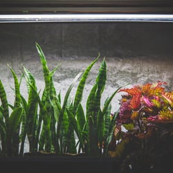 Way To Grow - Happy Clones!
Happy Life!