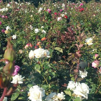 A J Nursery - Roses - Nurseries & Gardening Near Me - Compton, California A J Nursery - Roses - Nurseries & Gardening Near Me - Compton, California