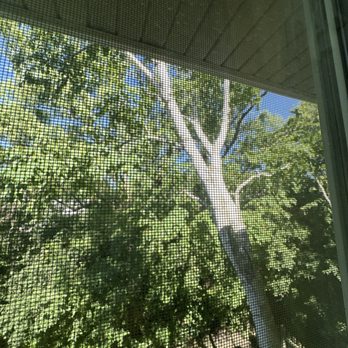 Neighbor Tree Service - Birth and two willow trees trimmed during the project - Tree Services Near Me - Palatine, Illinois Neighbor Tree Service - Birth and two willow trees trimmed during the project - Tree Services Near Me - Palatine, Illinois