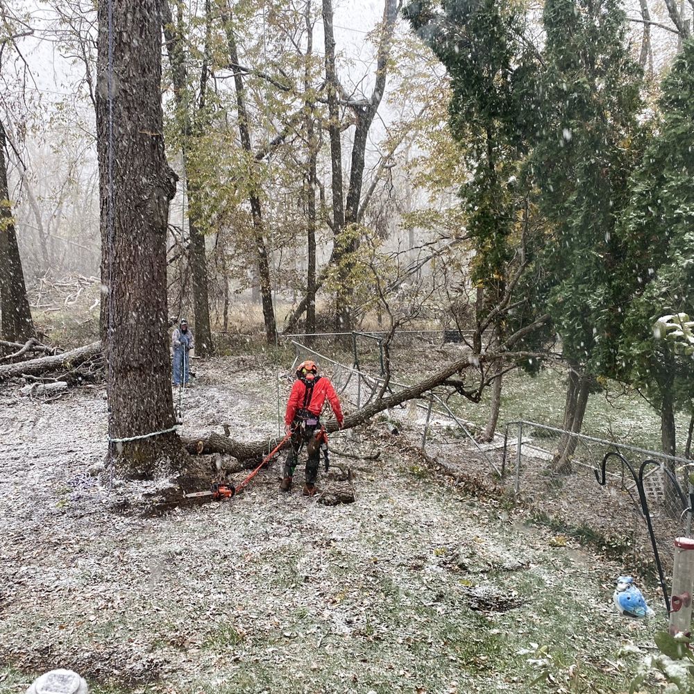 Johnson Tree Service - Tree Services Near Me
