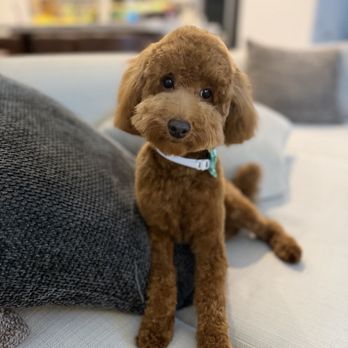 Leashes Pet Salon - Pet Groomers Near Me - North Las Vegas, Nevada Leashes Pet Salon - Pet Groomers Near Me - North Las Vegas, Nevada