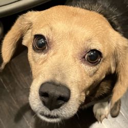Animal Protection Society of Durham - Honey - adorable and also adopted to a very loving family.