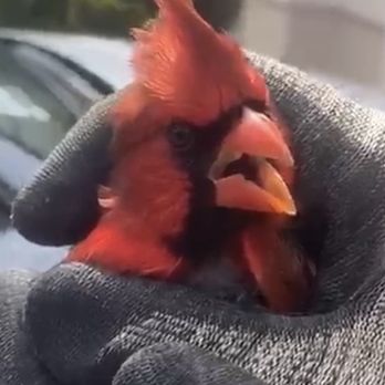 AAA Wildlife Trapping & Removal Services - Here is the beautiful cardinal that Alfredo rescued - Wildlife Control Near Me AAA Wildlife Trapping & Removal Services - Here is the beautiful cardinal that Alfredo rescued - Wildlife Control Near Me
