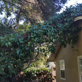 Willy's Tree Service - Tree Services Near Me