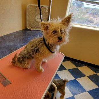 Treasured Hounds - Before - Pet Training Near Me - Yukon, Oklahoma