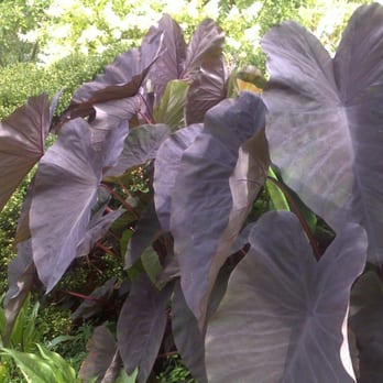 Chadwick Arboretum & Learning Gardens - Colleges & Universities Near Me - Columbus, Ohio Chadwick Arboretum & Learning Gardens - Colleges & Universities Near Me - Columbus, Ohio