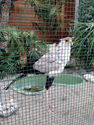 Falconeria Locarno by null