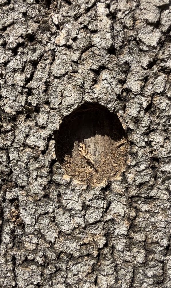 Mo' Bettah Tree Service - tree service in Wahiawa, HI