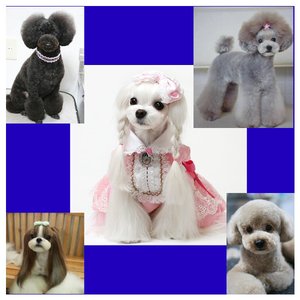 Lisa S Fabulous Paws 30 Photos Pet Groomers 7155 Jorgensen