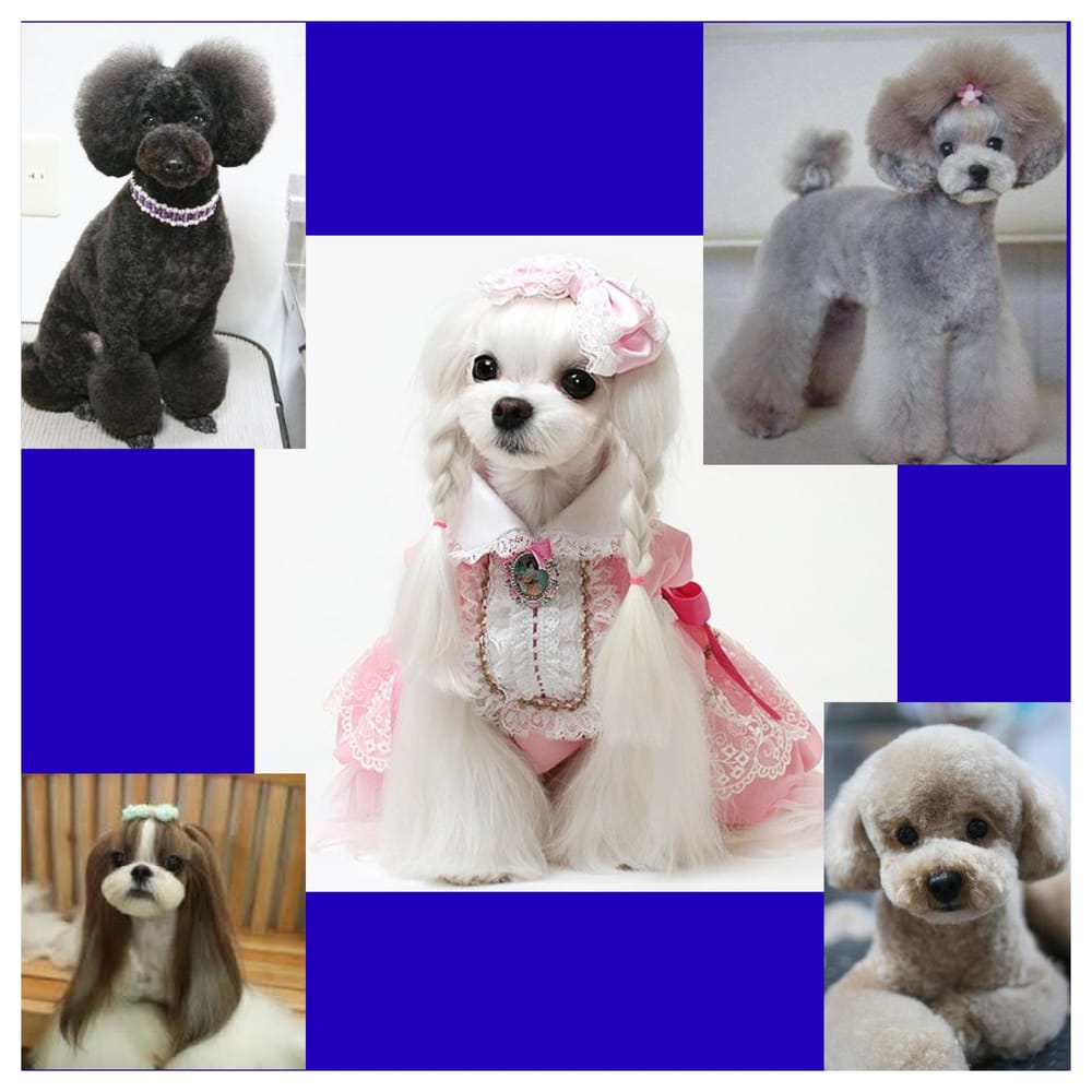 LISA’S FABULOUS PAWS Updated June 2024 30 Photos 7155