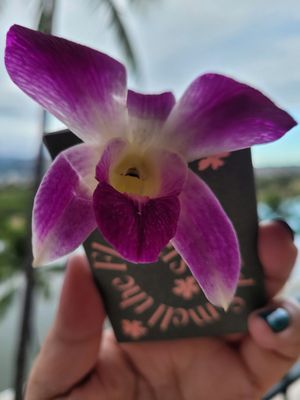 Wayfinder Waikiki by null
