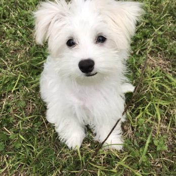 PetSmart - Before - Pet Training Near Me - Waco, Texas PetSmart - Before - Pet Training Near Me - Waco, Texas