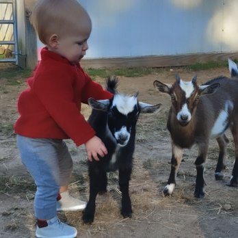 Festival Farm - Attraction Farms Near Me - Hope Valley, Rhode Island