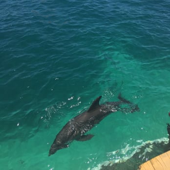Dolphin Discovery Isla Mujeres - Tours Near Me - Isla Mujeres, ROO Dolphin Discovery Isla Mujeres - Tours Near Me - Isla Mujeres, ROO
