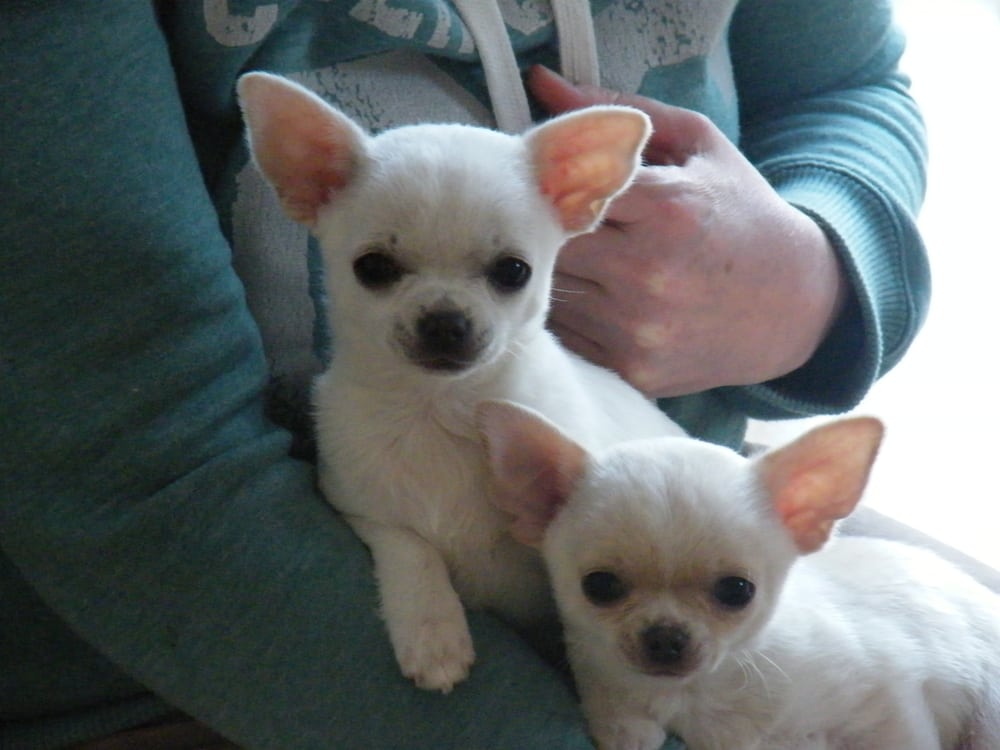 HEADS & TAILS GROOMING Updated July 2024 47 Wyke Cop Road, Southport, Lancashire, United