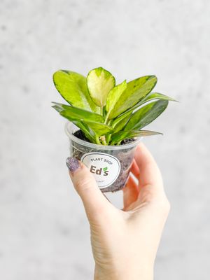 Ed's Plant Shop by null