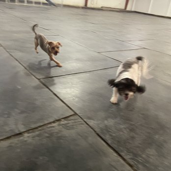 Briarcliff Pet Resort - Play time! - Pet Sitting Near Me - Menifee, California Briarcliff Pet Resort - Play time! - Pet Sitting Near Me - Menifee, California