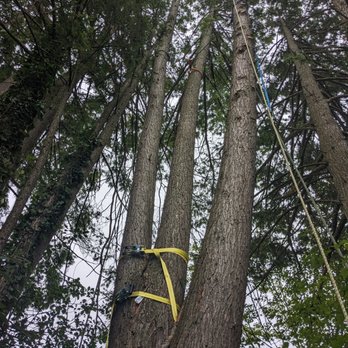 Fleming Tree Professionals - Taking down a split hemlock - Tree Services Near Me Fleming Tree Professionals - Taking down a split hemlock - Tree Services Near Me