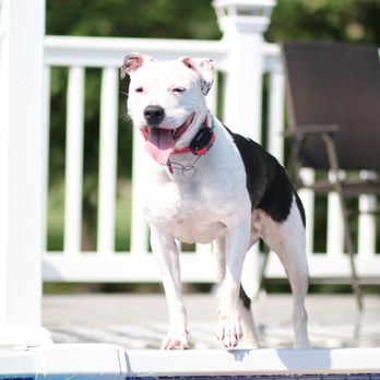 KRUSHK9 DOG TRAINING ATLANTIC COUNTY - Updated October 2025