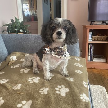 Here Comes the Groom - Perfectly groomed pup! - Pet Groomers Near Me Here Comes the Groom - Perfectly groomed pup! - Pet Groomers Near Me