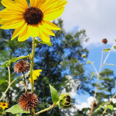 Houston Arboretum & Nature Center by null