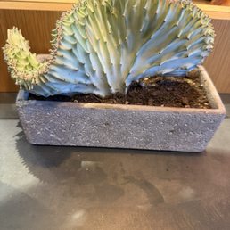 Real plant! From Mars I'm guessing?