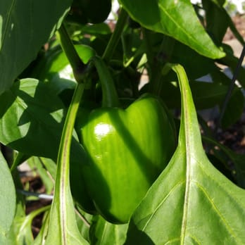 Jim Scott Community Center - Gorgeous peppers - Community Centers Near Me - Fairfax, Virginia Jim Scott Community Center - Gorgeous peppers - Community Centers Near Me - Fairfax, Virginia
