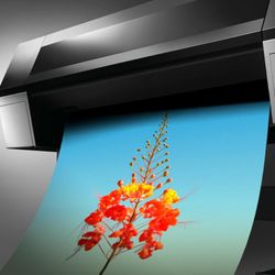 Muzeo Prints