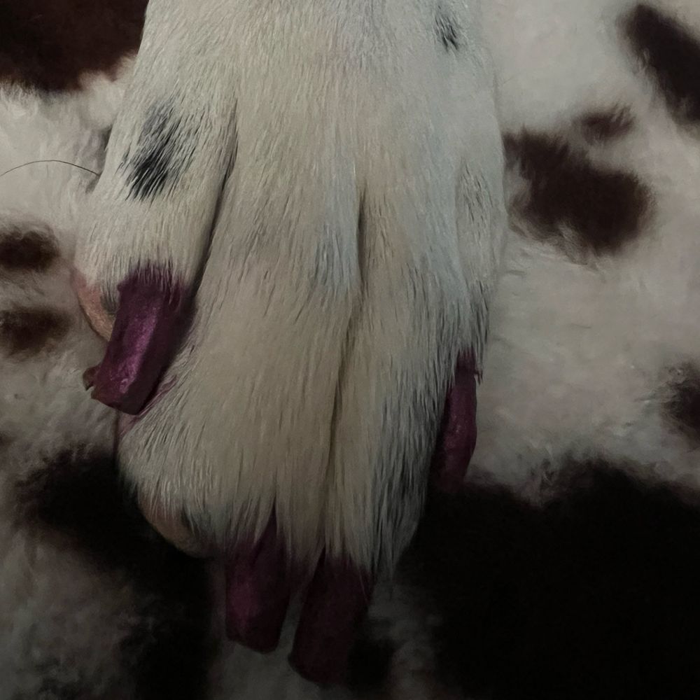 Jessie's Grooming Oasis Mobile - Pretty pink nails - Pet Groomers Near Me Jessie's Grooming Oasis Mobile - Pretty pink nails - Pet Groomers Near Me