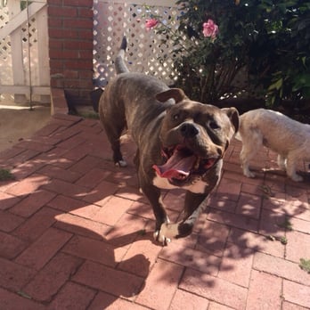 Pooch Pawlor Spa - Konan happy after his wash! - Pet Groomers Near Me - Glendale, California