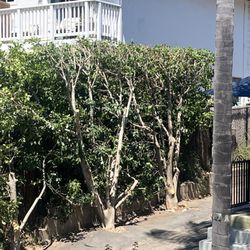 Considerate Tree Care - After