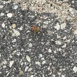 Nicodemus National Historic Site - These beautiful butterflies and the sound of other wildlife abounds.