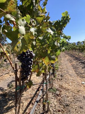 Roblar Winery and Vineyards - Santa Ynez Estate Tasting Room by null