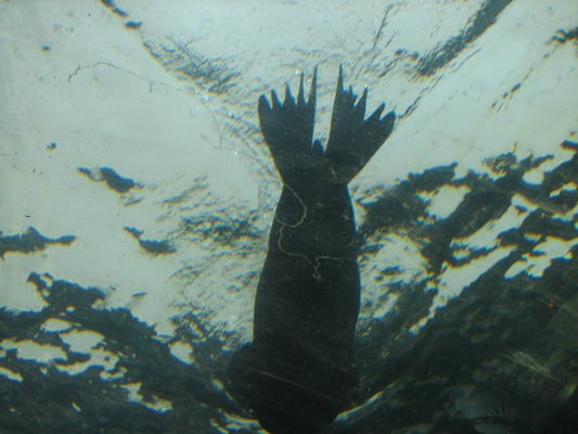 SEA LIFE Sydney Aquarium by null