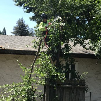 Care Tree Care - Michael also agreed to take down neighbors apricot tree. - Tree Services Near Me Care Tree Care - Michael also agreed to take down neighbors apricot tree. - Tree Services Near Me