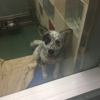 PLANO ANIMAL SERVICES - Updated November 2024 - 74 Photos & 75 Reviews