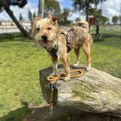 Home Run Dog Park - Bronco