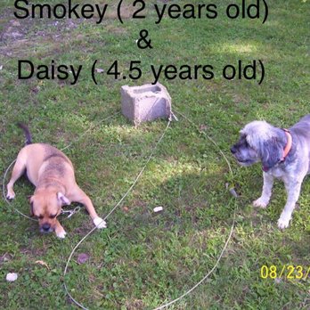 Muddy Paws Grooming - Smokey with his one of his best pals in the world who went across the rainbow bridge DaisyMay we miss you daisy - Pet Groomers Near Me - Castle Shannon, Pennsylvania Muddy Paws Grooming - Smokey with his one of his best pals in the world who went across the rainbow bridge DaisyMay we miss you daisy - Pet Groomers Near Me - Castle Shannon, Pennsylvania